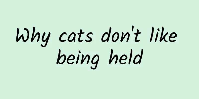 Why cats don't like being held