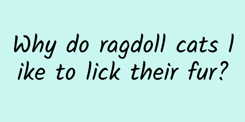 Why do ragdoll cats like to lick their fur?