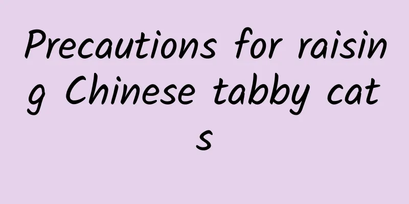 Precautions for raising Chinese tabby cats