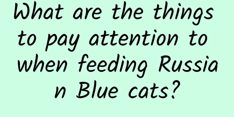 What are the things to pay attention to when feeding Russian Blue cats?