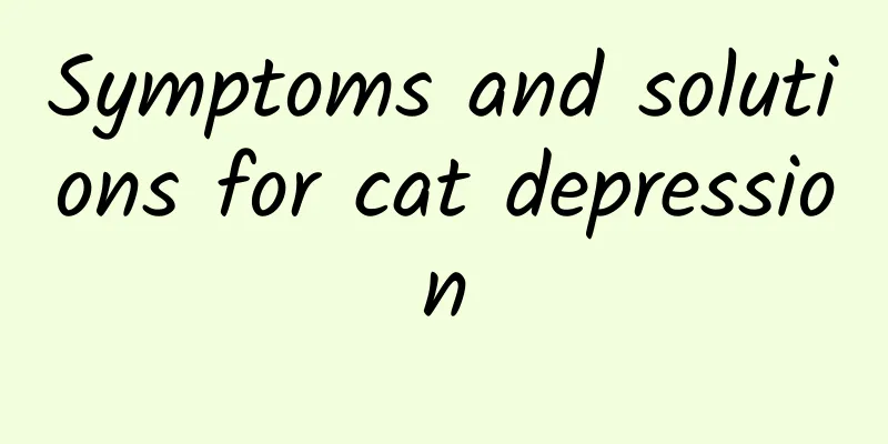 Symptoms and solutions for cat depression