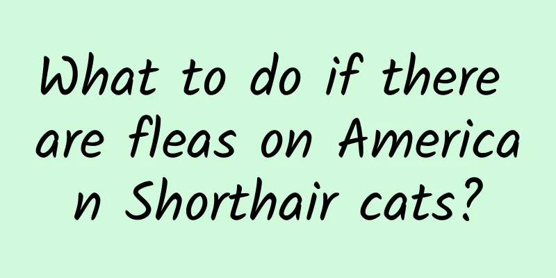What to do if there are fleas on American Shorthair cats?
