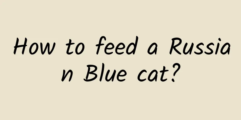 How to feed a Russian Blue cat?