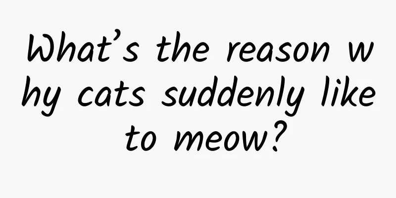 What’s the reason why cats suddenly like to meow?