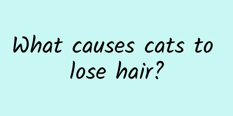 What causes cats to lose hair?