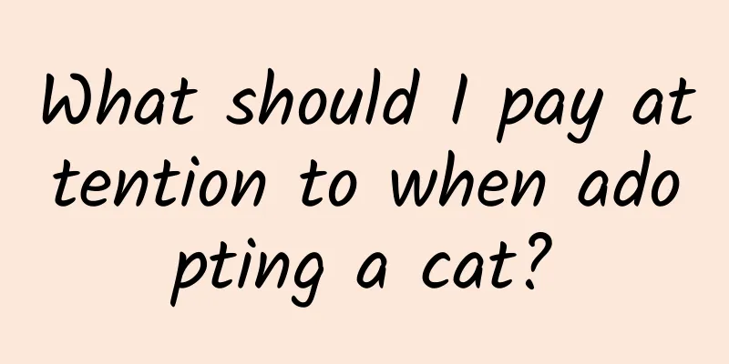 What should I pay attention to when adopting a cat?