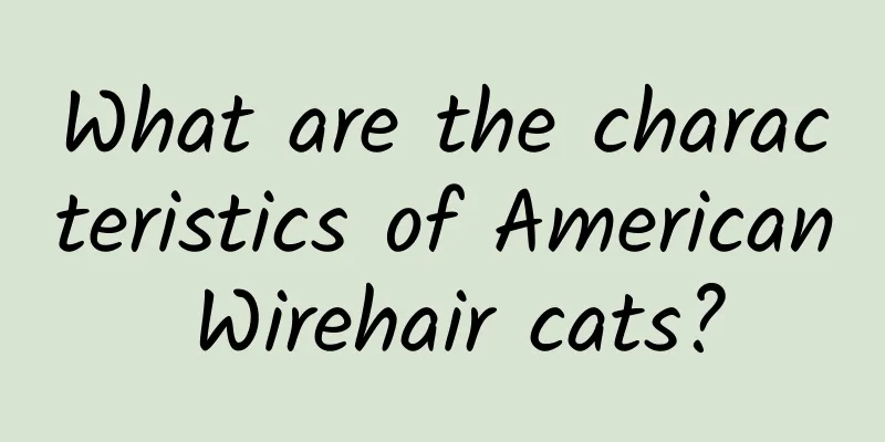 What are the characteristics of American Wirehair cats?