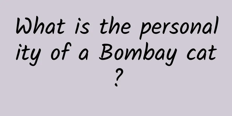 What is the personality of a Bombay cat?