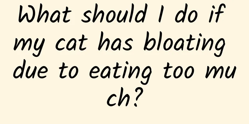 What should I do if my cat has bloating due to eating too much?