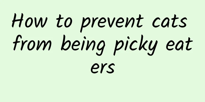 How to prevent cats from being picky eaters