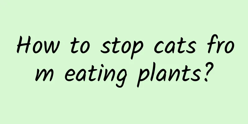 How to stop cats from eating plants?