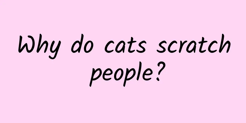 Why do cats scratch people?