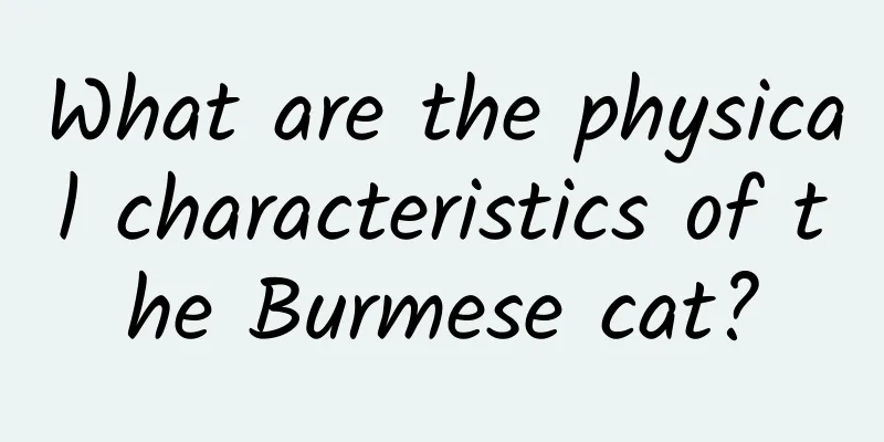 What are the physical characteristics of the Burmese cat?