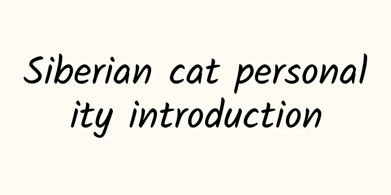 Siberian cat personality introduction
