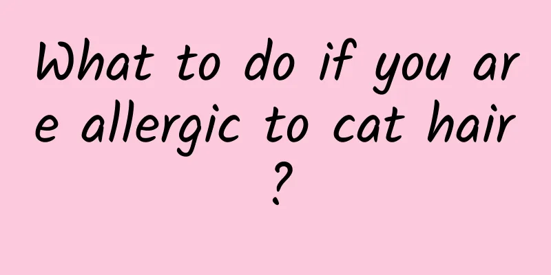 What to do if you are allergic to cat hair?