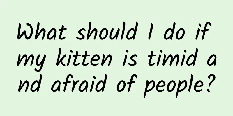 What should I do if my kitten is timid and afraid of people?