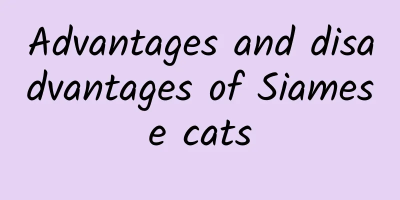 Advantages and disadvantages of Siamese cats