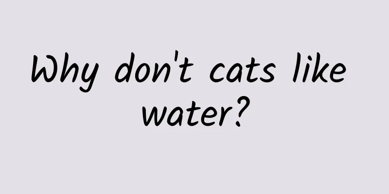 Why don't cats like water?