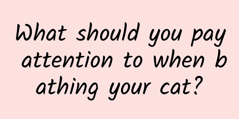What should you pay attention to when bathing your cat?