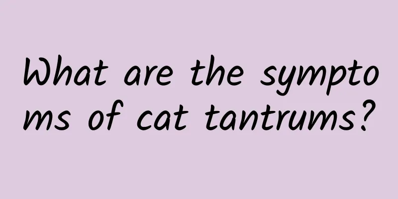 What are the symptoms of cat tantrums?