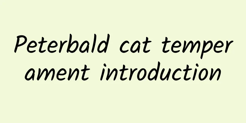 Peterbald cat temperament introduction