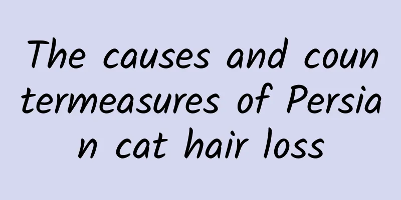 The causes and countermeasures of Persian cat hair loss