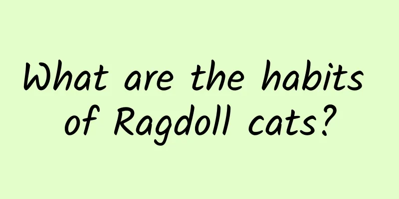What are the habits of Ragdoll cats?