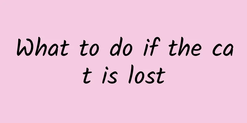 What to do if the cat is lost