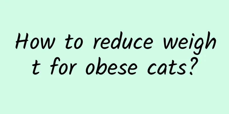 How to reduce weight for obese cats?