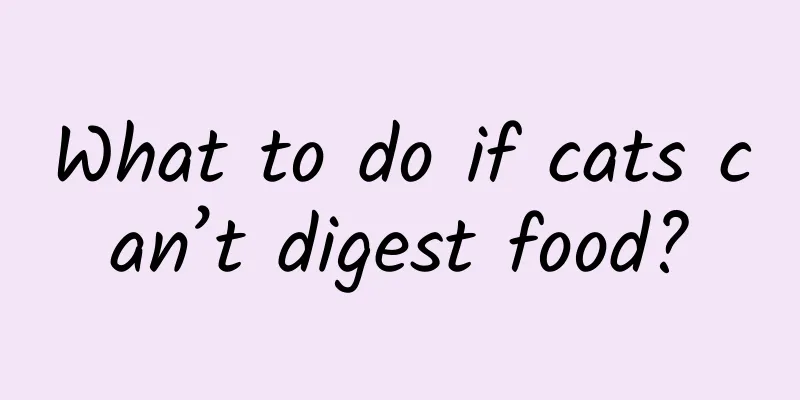 What to do if cats can’t digest food?