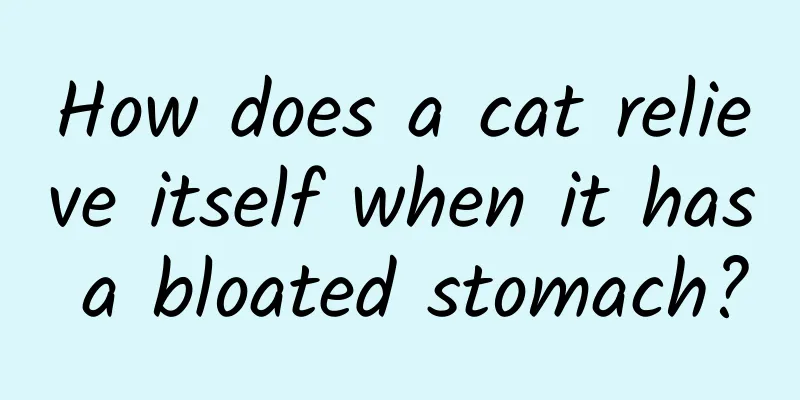 How does a cat relieve itself when it has a bloated stomach?