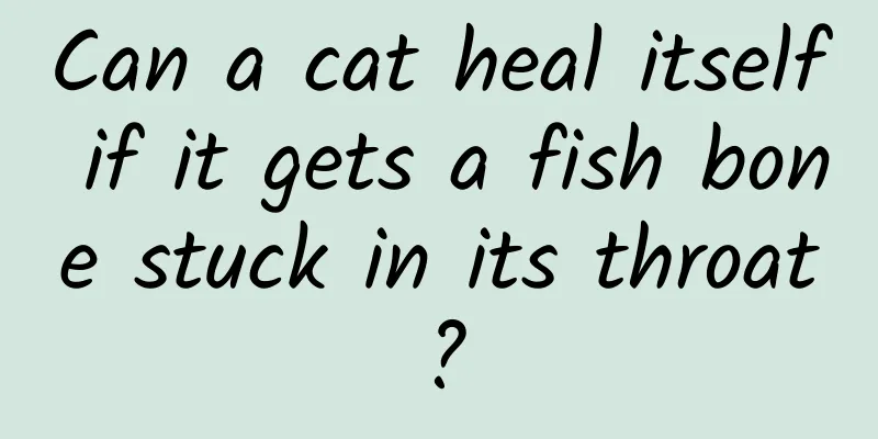 Can a cat heal itself if it gets a fish bone stuck in its throat?