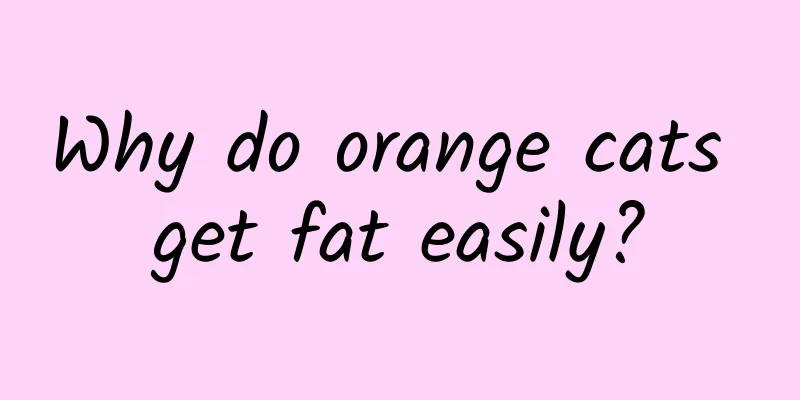 Why do orange cats get fat easily?