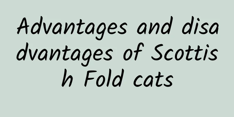 Advantages and disadvantages of Scottish Fold cats
