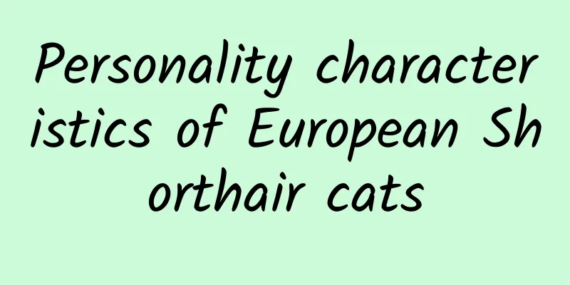 Personality characteristics of European Shorthair cats