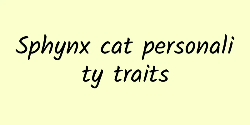 Sphynx cat personality traits
