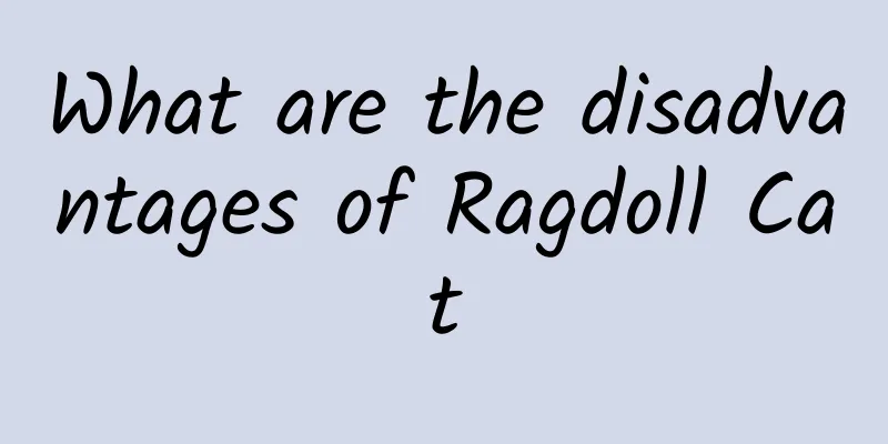 What are the disadvantages of Ragdoll Cat