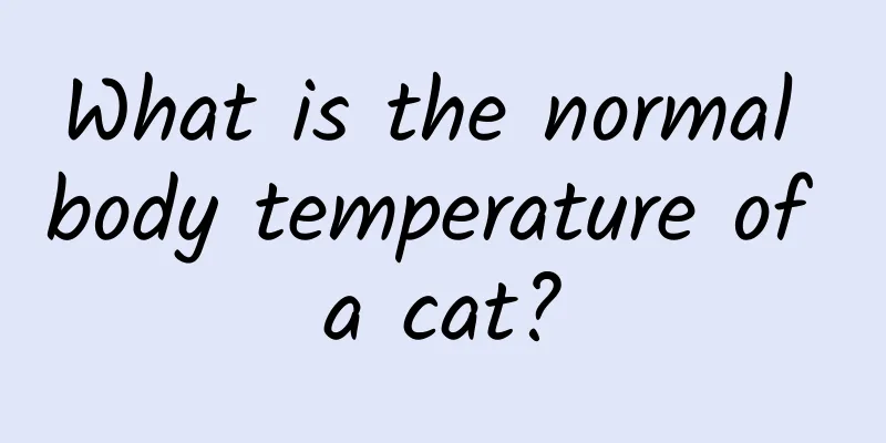 What is the normal body temperature of a cat?