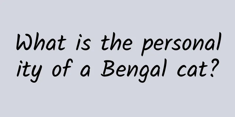 What is the personality of a Bengal cat?