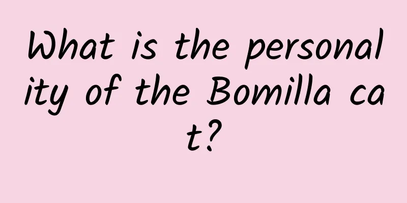 What is the personality of the Bomilla cat?