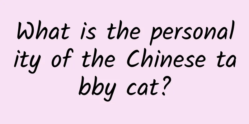 What is the personality of the Chinese tabby cat?