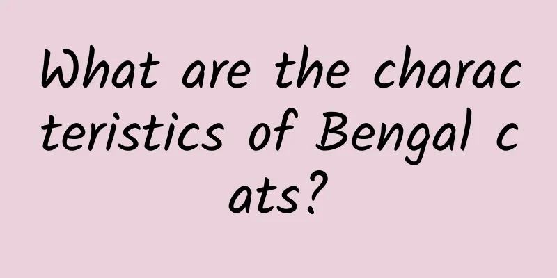 What are the characteristics of Bengal cats?