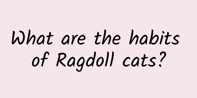 What are the habits of Ragdoll cats?