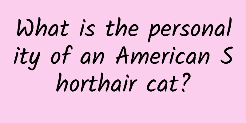 What is the personality of an American Shorthair cat?