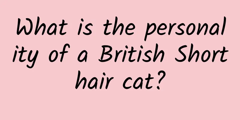 What is the personality of a British Shorthair cat?