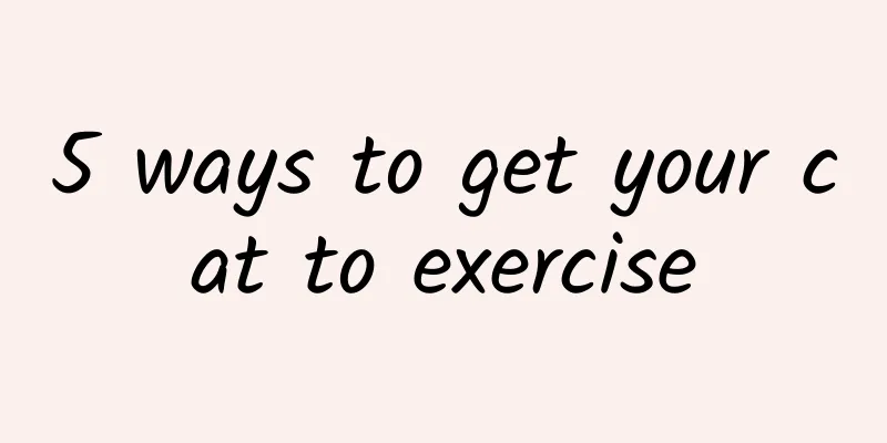 5 ways to get your cat to exercise