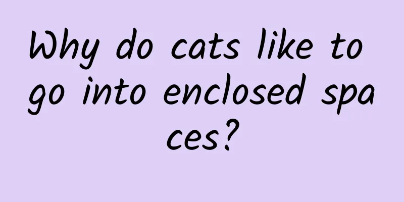 Why do cats like to go into enclosed spaces?
