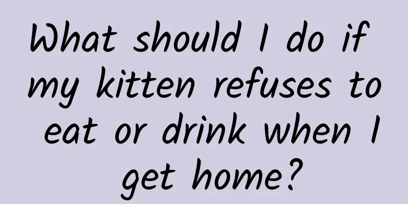 What should I do if my kitten refuses to eat or drink when I get home?