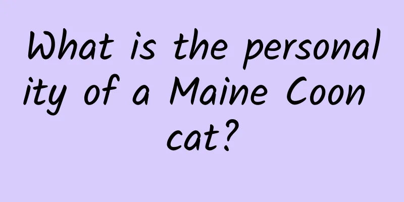 What is the personality of a Maine Coon cat?