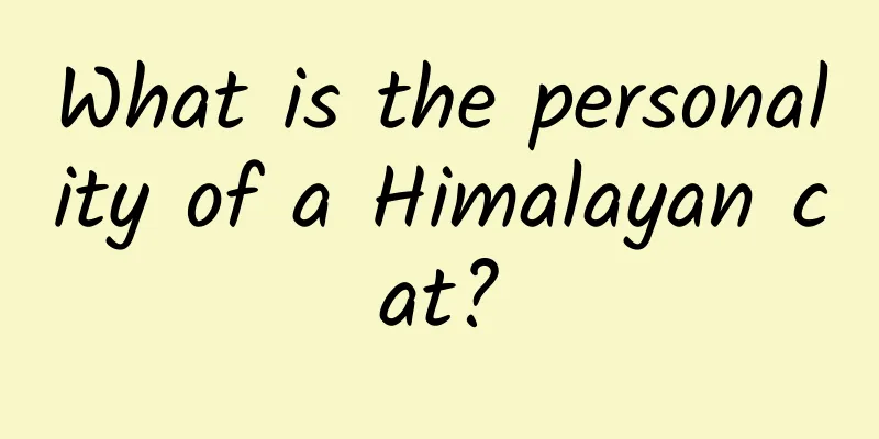 What is the personality of a Himalayan cat?